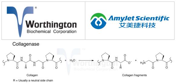 Worthington核心胶原蛋白酶的应用&参考文献分析 Worthington核心胶原蛋白酶的应用&参考文献分析