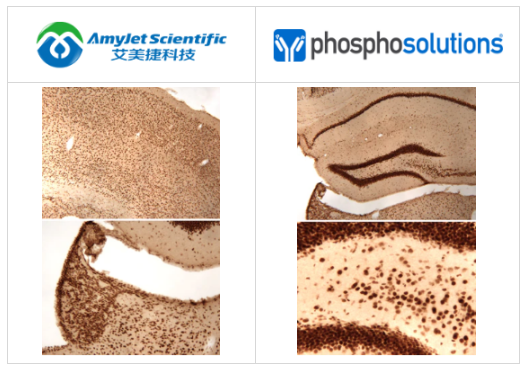 PhosphoSolutions抗CREB(Ser133)抗体解决方案 PhosphoSolutions抗CREB(Ser133)抗体解决方案