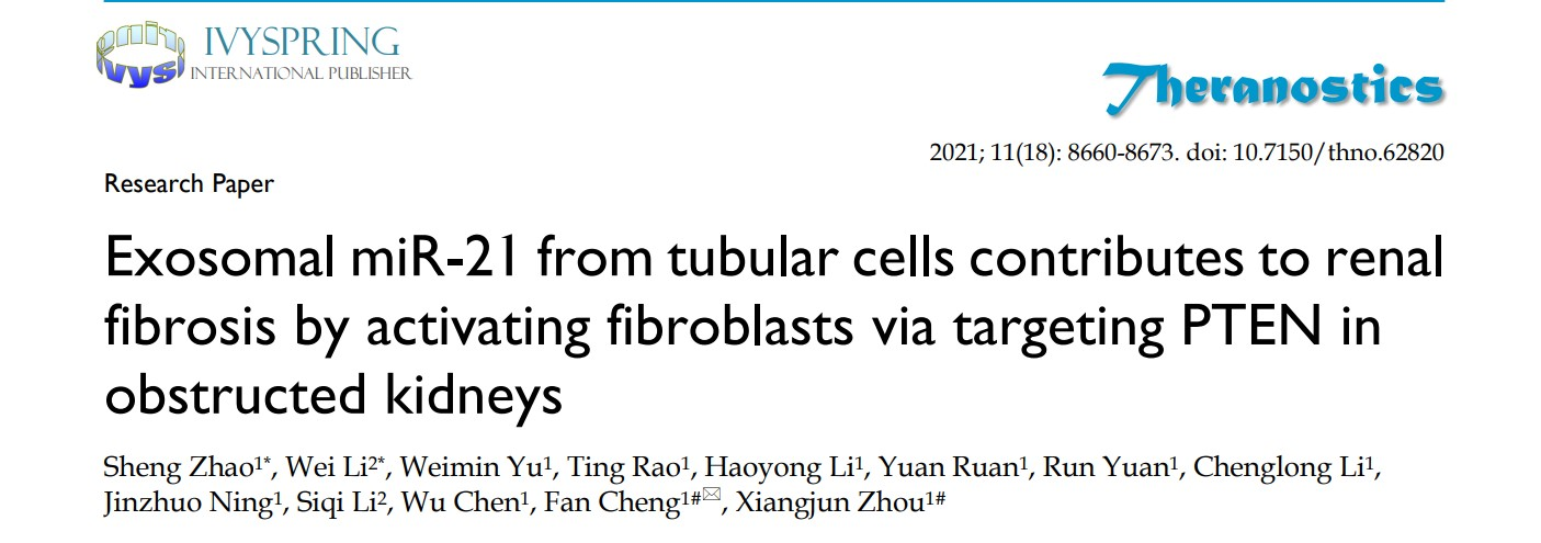 【Theranostics】11分＋，外泌体miR-21介导慢性肾病的发病机制研究