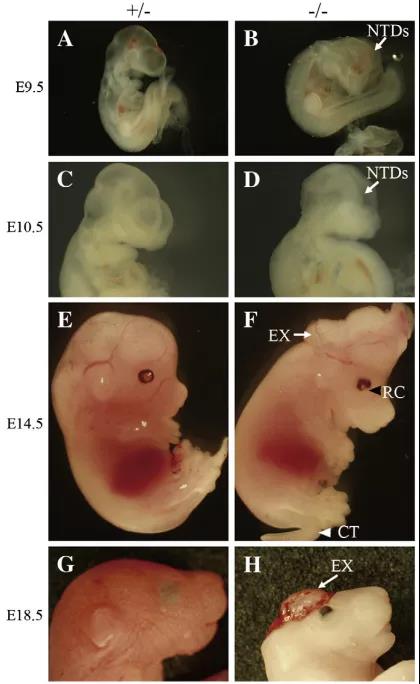 「每周一鼠」表观遗传巨星——KDM2b