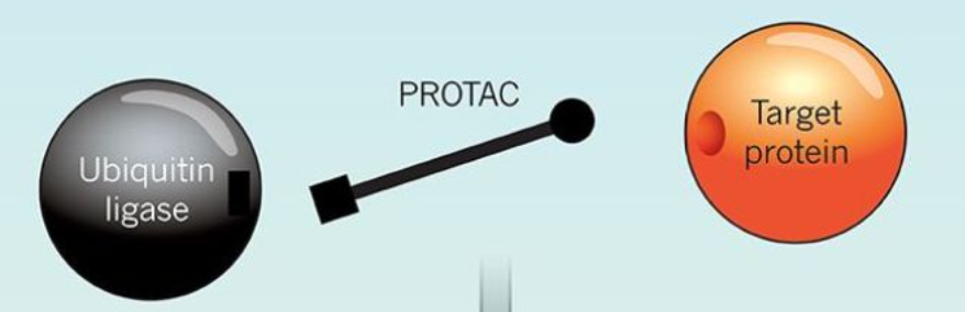 小分子化合物——PROTACs