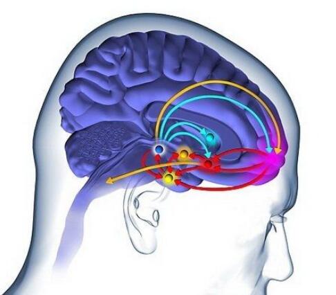 多巴胺和血清素在调节人类感知和决策制定能力方面扮演关键角色