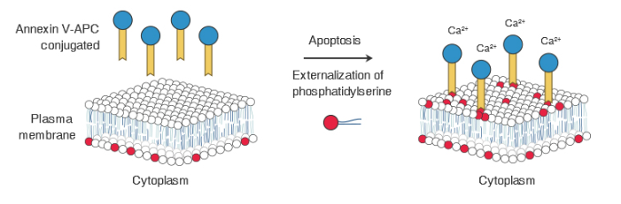 细胞凋亡：Annexin V-FITC/PI法的原理及注意事项