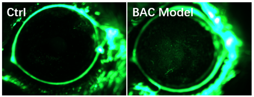 动物模型专家 | 一分钟了解睡眠不足等系列干眼症动物模型