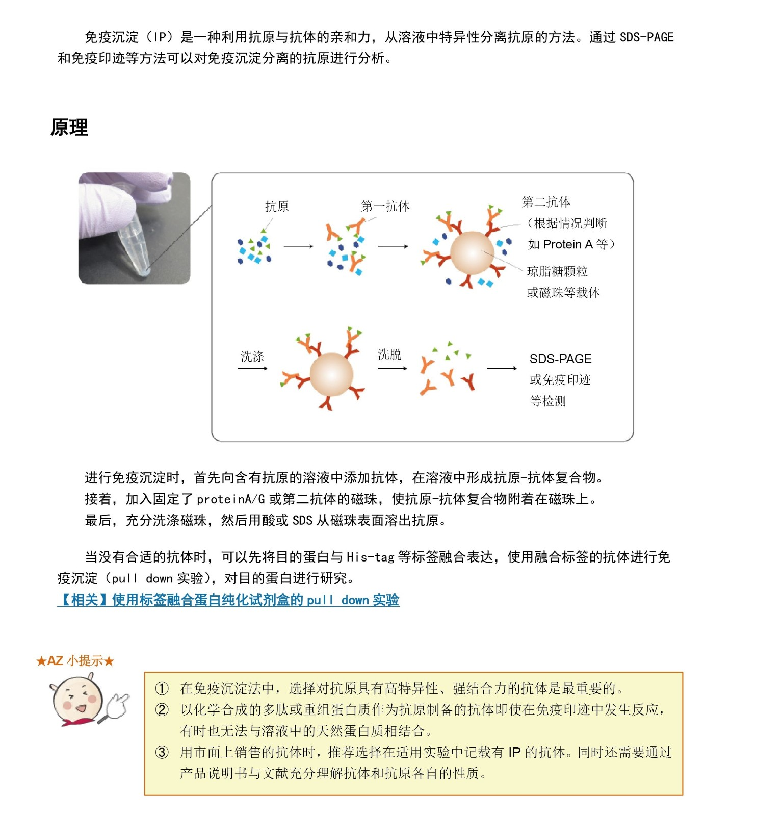免疫沉淀（IP）的原理和方法