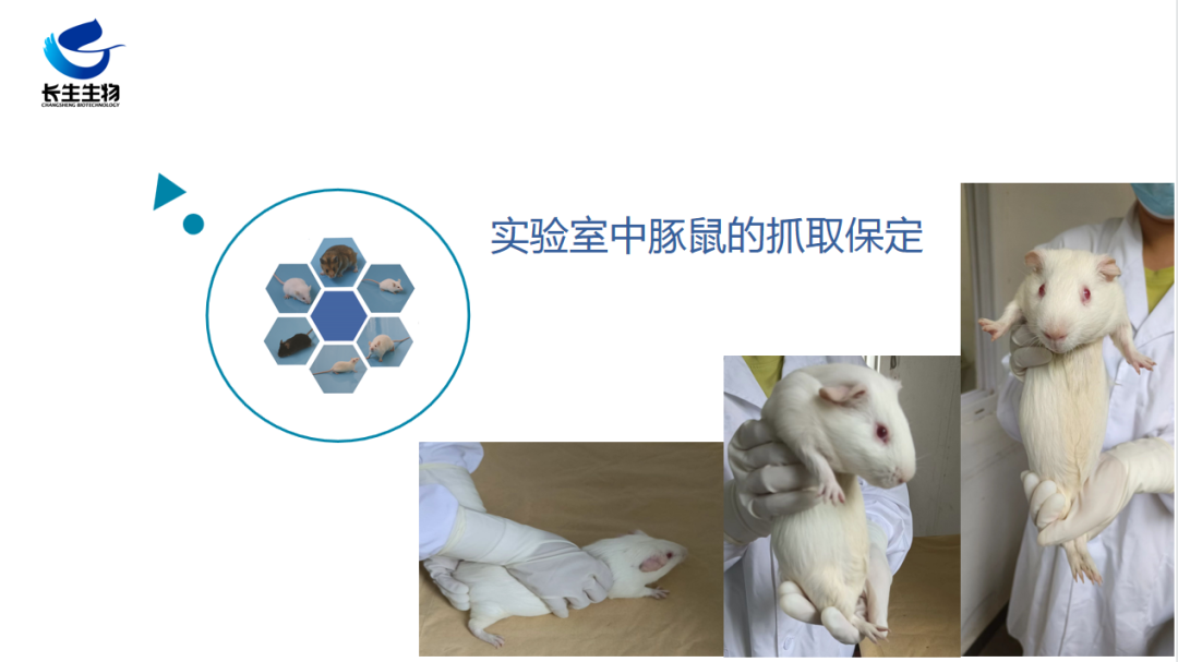 今天我们来说一说实验室中豚鼠的抓取保定