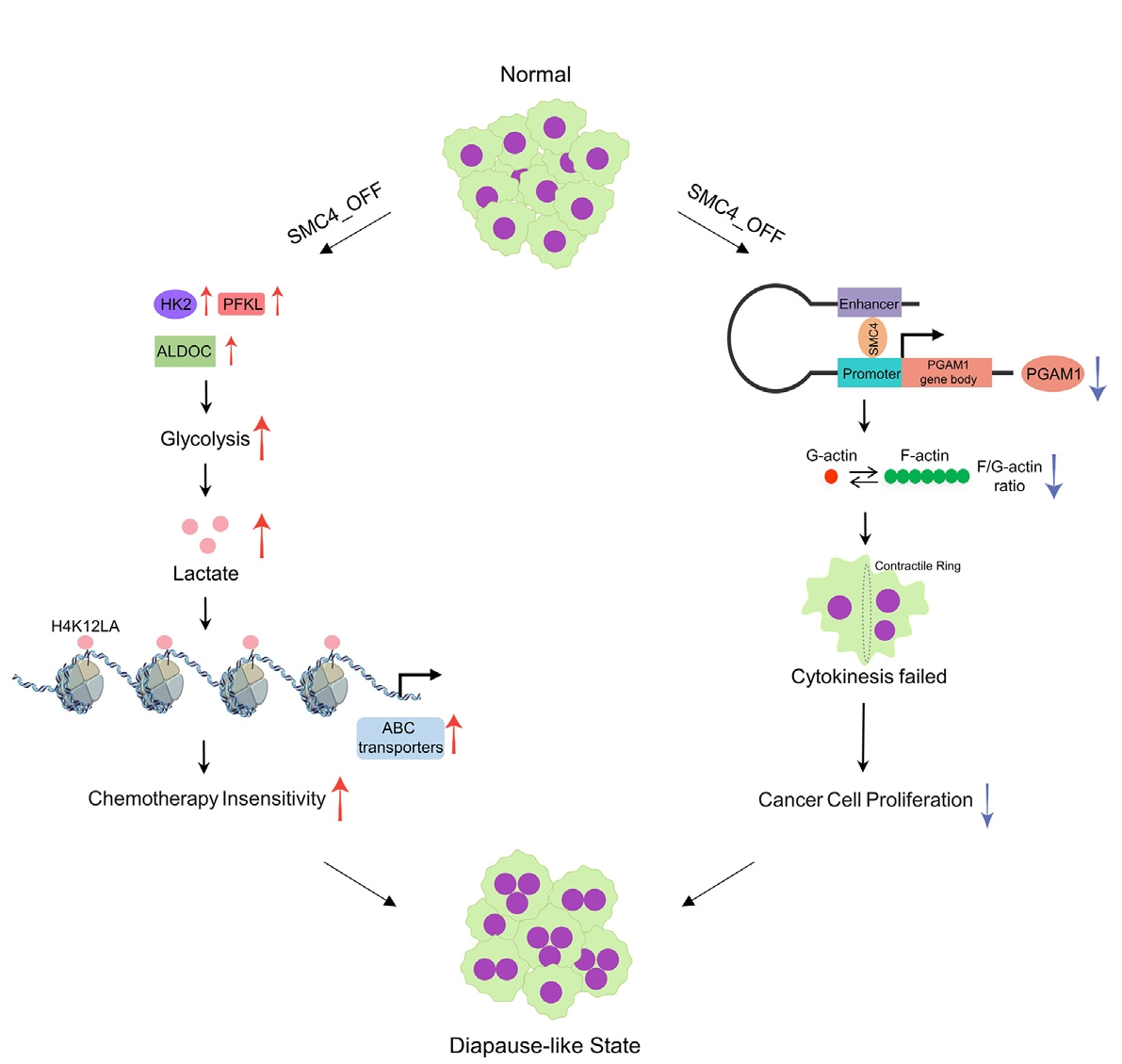 文献解析 | SMC4表达下调诱导的滞育样CRC细胞具有低增殖和化疗不敏感的特点