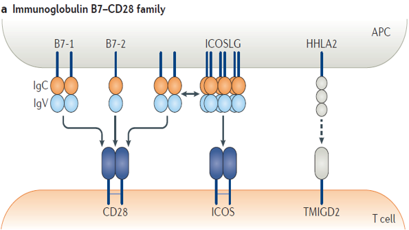 免疫激动剂，给肿瘤免疫“加油”