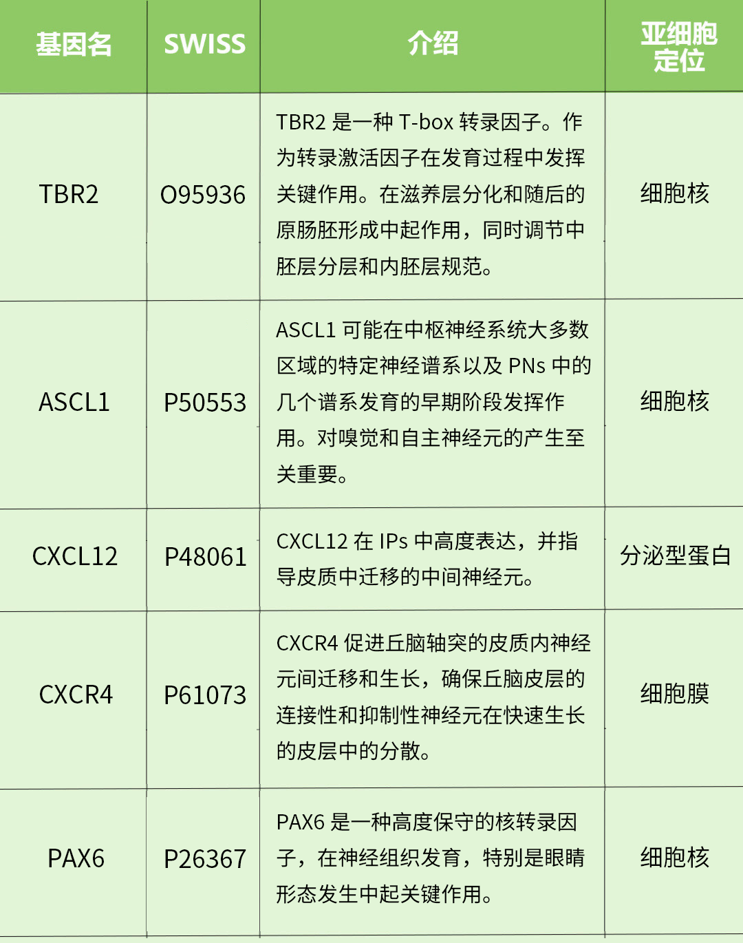 中间前体细胞标志物