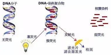 干货分享 | 琼脂糖核酸电泳，选择紫外还是蓝光？