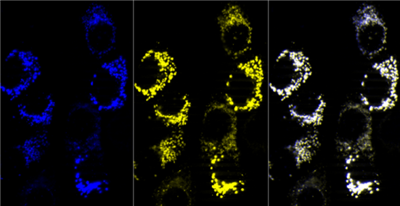 NanoTag-FluoTag-Q抗TagFP AbberiorStar635P现货促销，满足你的科研需求