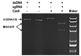 艾美捷Cas9核酸酶应用说明及实例展示 艾美捷Cas9核酸酶应用说明及实例展示