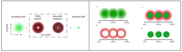 Jackson ImmunoResearch 适用于STED的荧光团偶联抗体方案