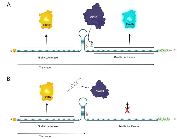BPS Bioscience 推出ADAR1 荧光素酶报告基因HEK293 细胞系