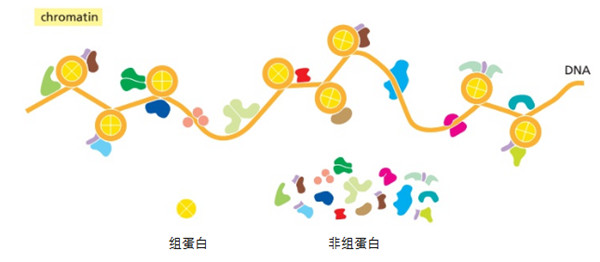艾美捷 Atlas Antibodies公司组蛋白单克隆抗体解决方案