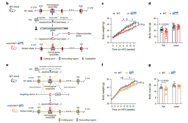 FTO基因变异rs1421085