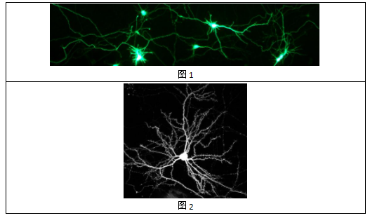中英文说明丨艾美捷OZ Biosciences神经标记起始试剂盒 中英文说明丨艾美捷OZ Biosciences神经标记起始试剂盒