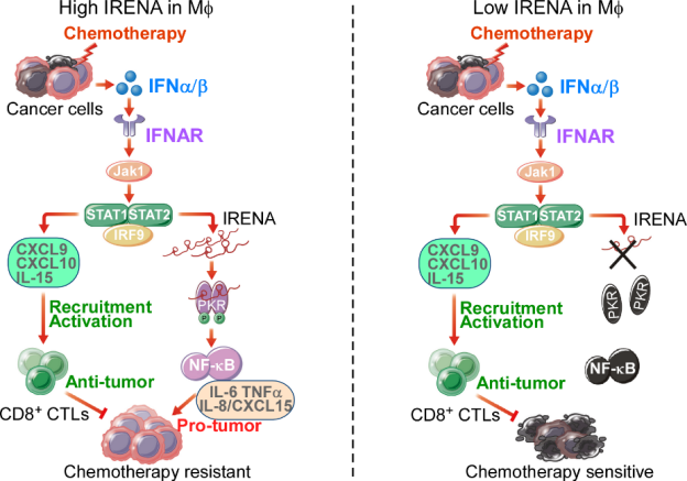 巨噬细胞上线，贴心呵护您的每一天