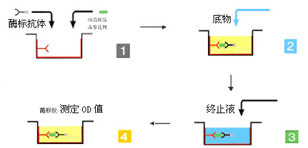ELISA实验知识：ELISA的原理、类型及操作步骤
