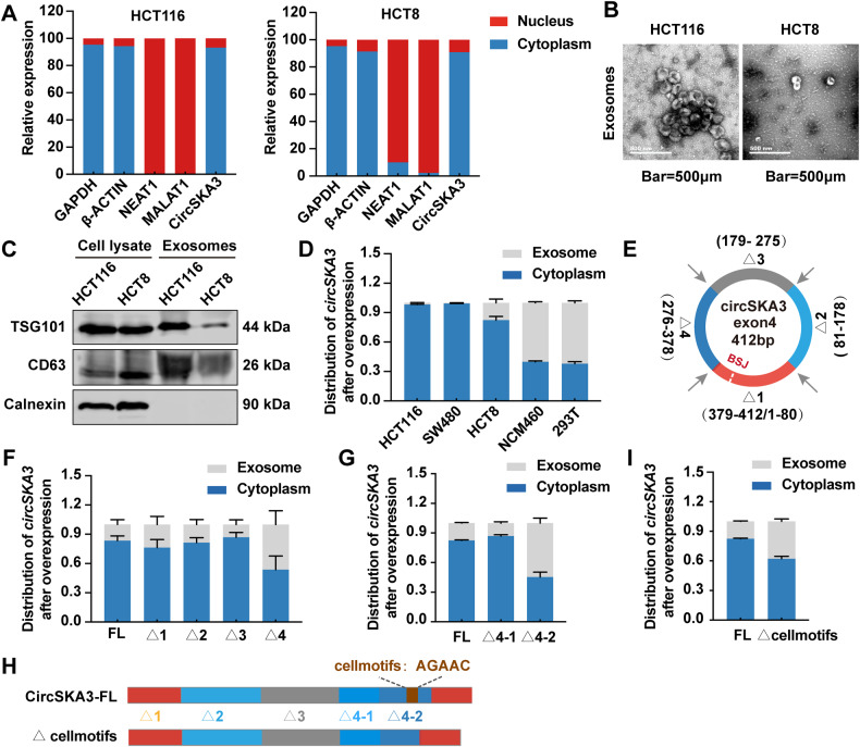 circRNA成环验证 circRNA成环验证