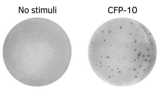 PepPool:TB(CFP-10)scanning--促销优惠不容错过！