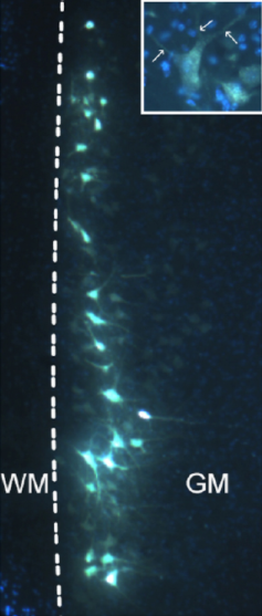 艾美捷代理品牌Fluorochrome——先进的神经元示踪剂供应商