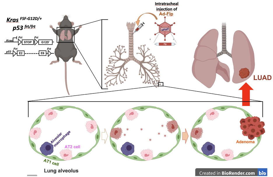 文献推荐丨【空间原位技术应用】肺腺癌免疫调控的单细胞空间图谱