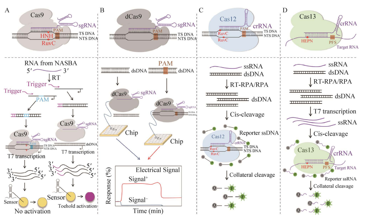 新品│CRISPR-Cas12b，赋能超灵敏、快速便携式分子诊断