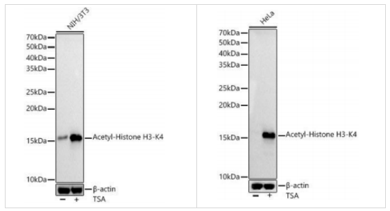  Epigentek组蛋白 H3K4ac（乙酰化H3K4）多克隆抗体，满足多样需求，生物试剂促销精选！