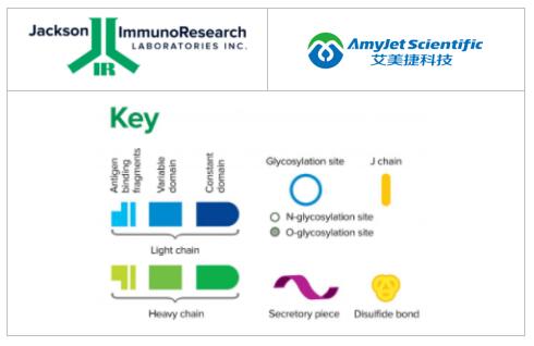 Jackson ImmunoResearch免疫球蛋白类分析方案 Jackson ImmunoResearch免疫球蛋白类分析方案