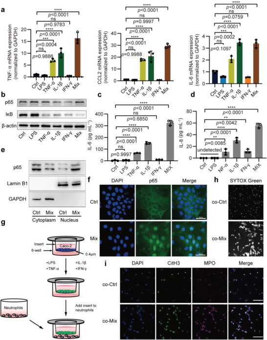 外泌体提取鉴定 外泌体提取鉴定