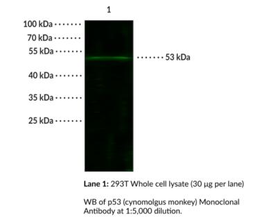 艾美捷Cayman Chemical—p53(食蟹猴)单克隆抗体 艾美捷Cayman Chemical—p53(食蟹猴)单克隆抗体