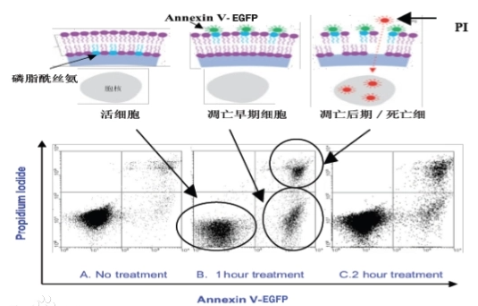 细胞凋亡研究丨艾美捷 Annexin V染色方案