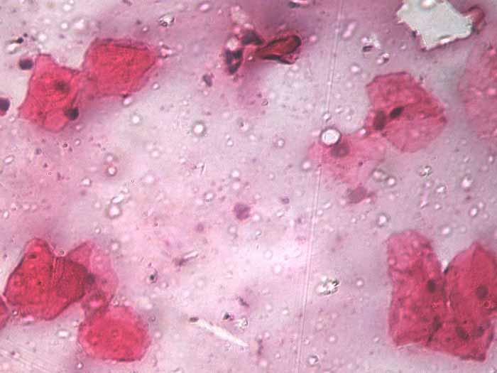 细胞百科之----口腔上皮细胞