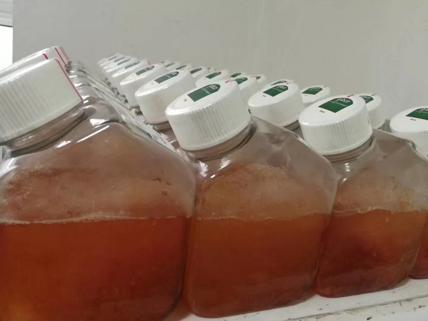 胎牛血清（澳洲血源）现货