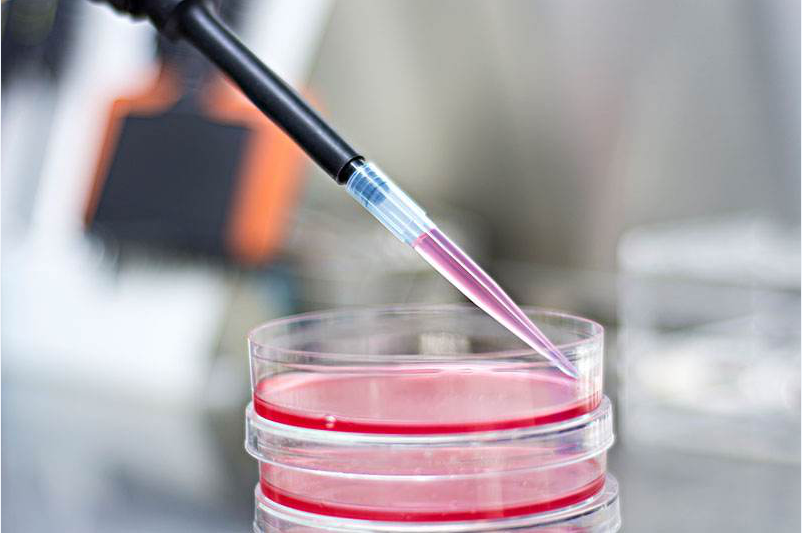 细胞培养的秘密法宝——添加物