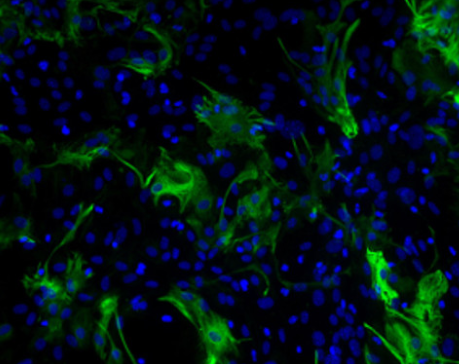 Jackson荧光染料丨艾美捷Jackson Alexa Fluor®荧光染料