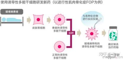 IPS诱导多能行干细胞的介绍