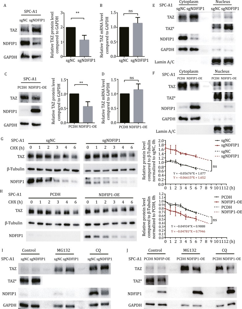 外泌体技术服务