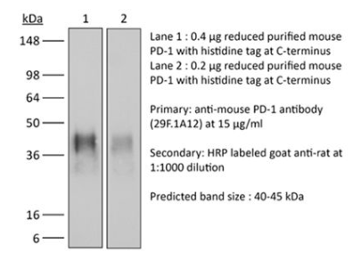 BioXCell艾美捷体内单克隆抗体抗小鼠PD-1(CD279)说明书 BioXCell艾美捷体内单克隆抗体抗小鼠PD-1(CD279)说明书