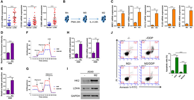 巨噬细胞分泌的外泌体通过抑制NEDD4L来稳定c-Myc，从而增强肺癌中的有氧糖酵解和化学抗性