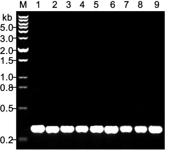 植物直接PCR系列 0.1-1mm直径叶片即可顺利完成常规PCR检测