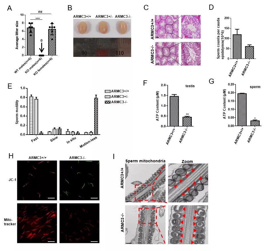 生殖组织特异性自噬