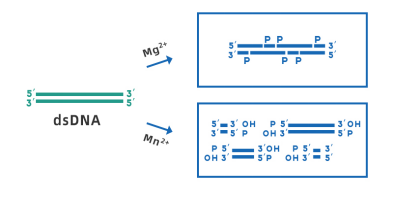 翌圣ZymeEditor™精品盘点之脱氧核糖核酸酶I（DNase I）