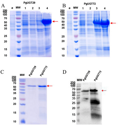 AtaGenix专业蛋白表达与抗体定制服务，支持桔梗UGT基因家族高影响力研究