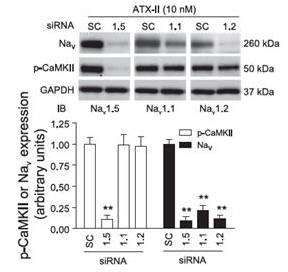 神经科学热门产品9：钠、钙离子通道激活剂