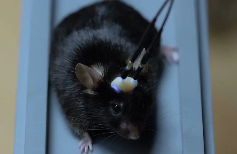 开年大促 | 陶瓷插针低至六折，超级省钱快来开抢吧