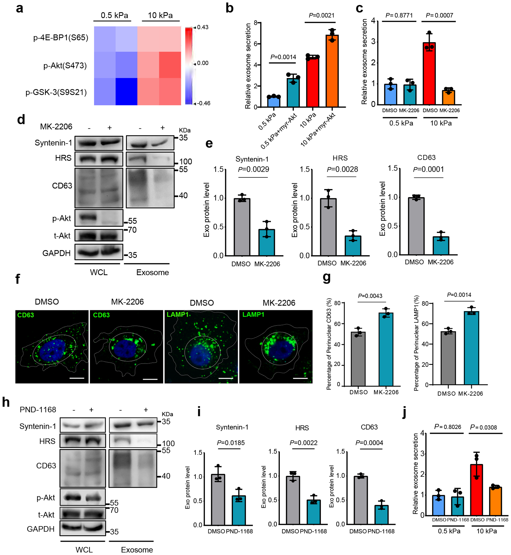 外泌体鉴定 外泌体鉴定