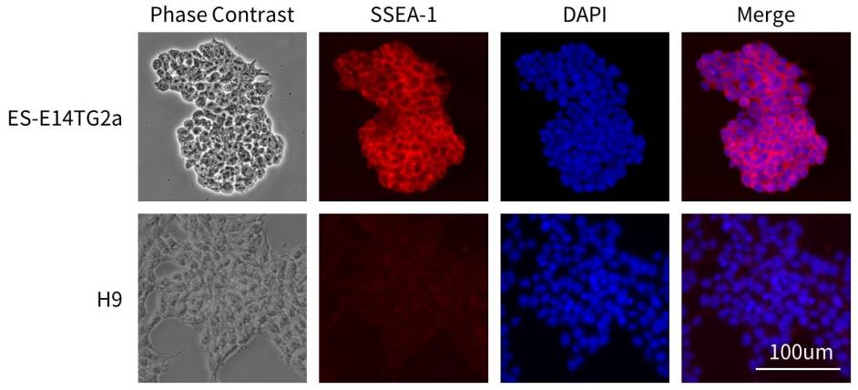 12种多能干细胞荧光检测试剂盒来了