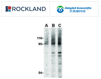 Rockland 艾美捷NOD2抗体说明书